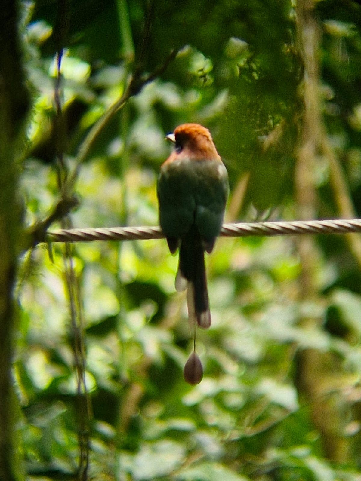 Night Jungle Wildlife Walk thumbnail 7