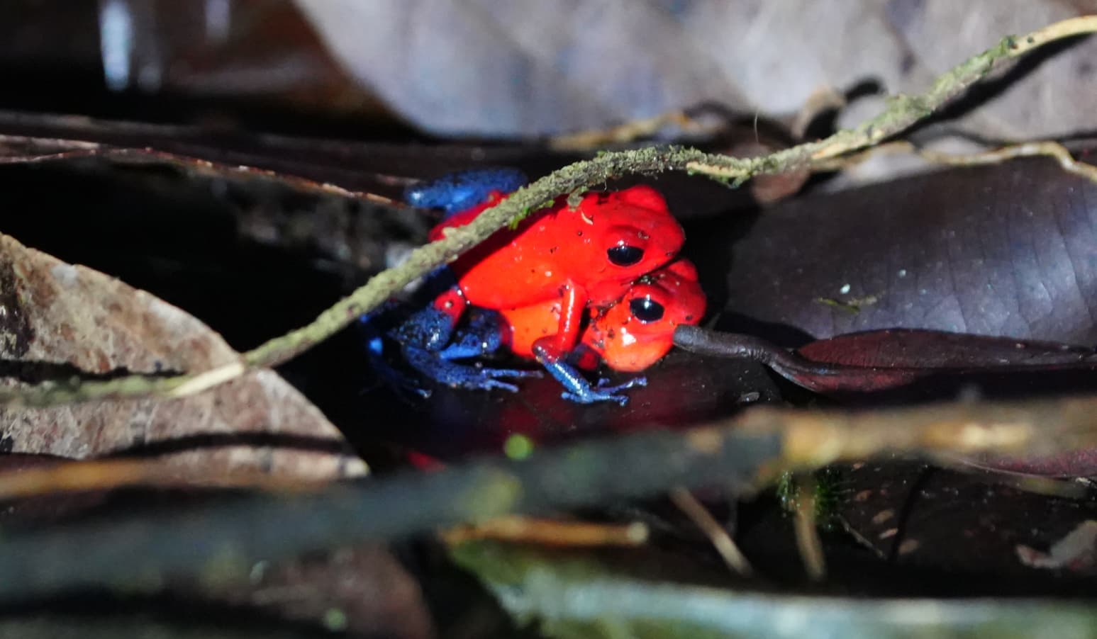 Night Jungle Wildlife Walk thumbnail 8