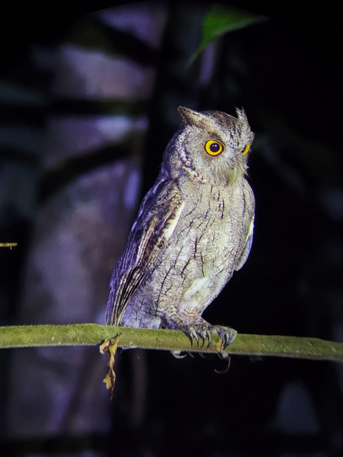 Night Jungle Wildlife Walk thumbnail 10