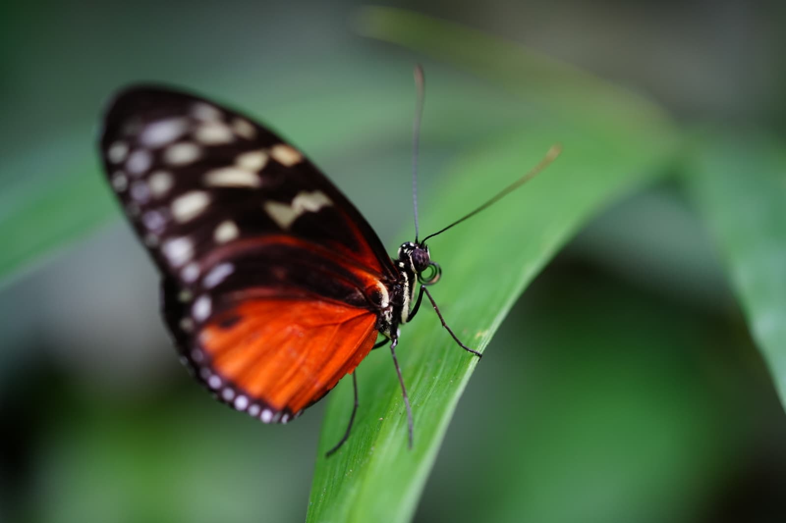 Butterfly Garden & Conservatory - Image 1