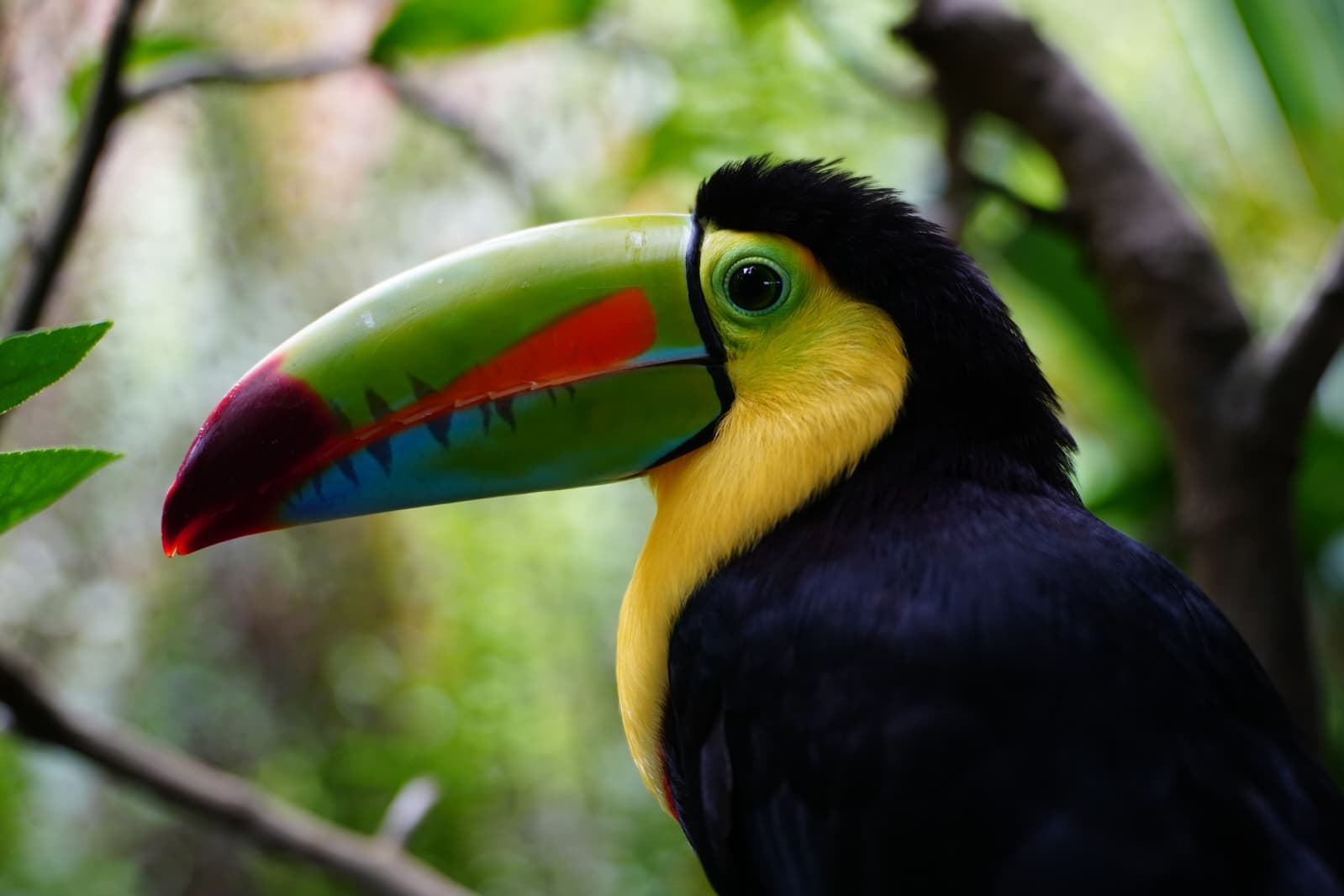Rainforest Birdwatching Tour - Image 1