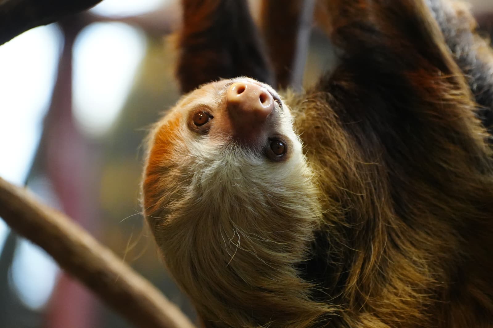 Sloth Spotting Tour - Image 1